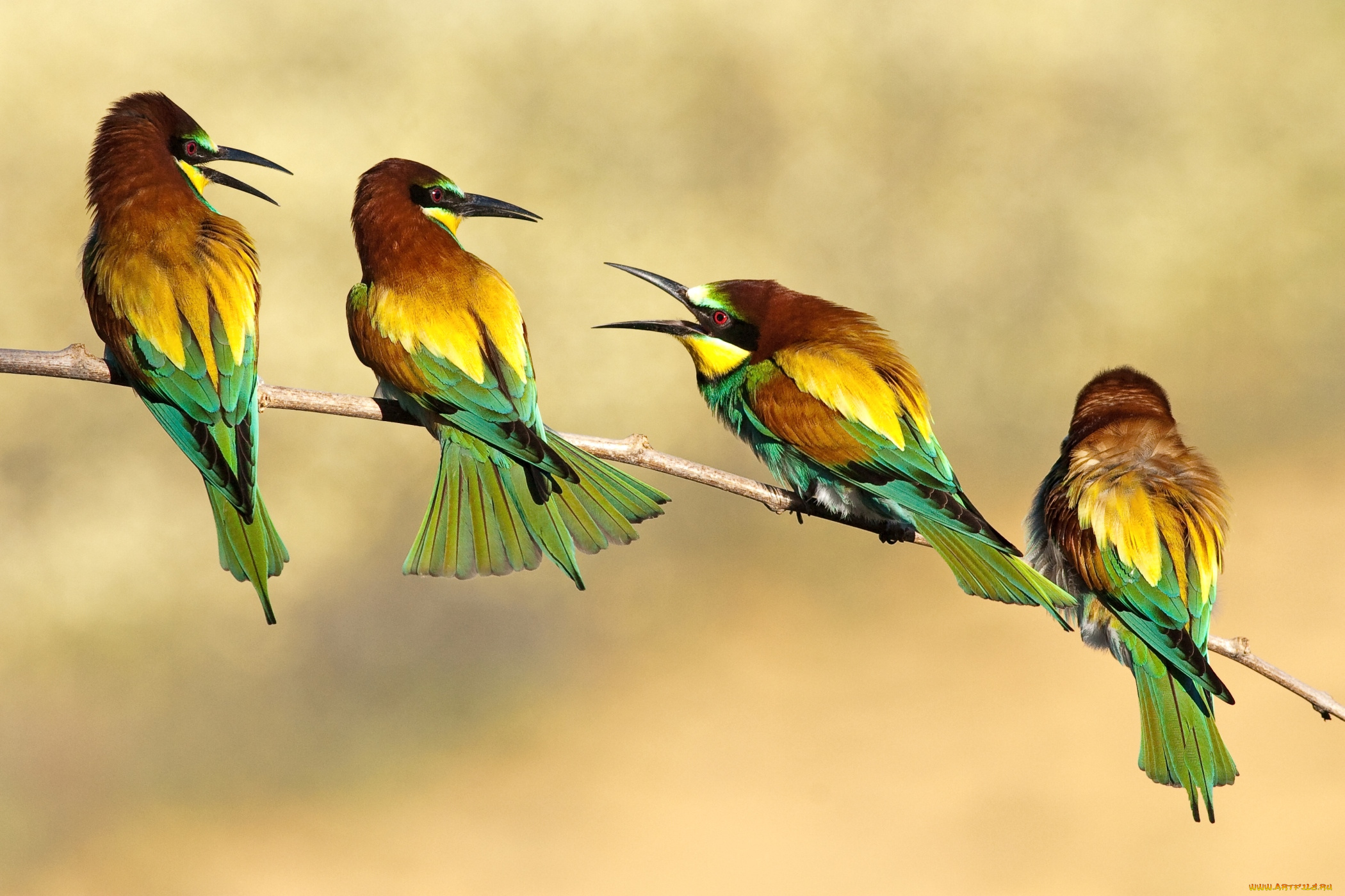 животные, щурки, , пчелоеды, посиделки