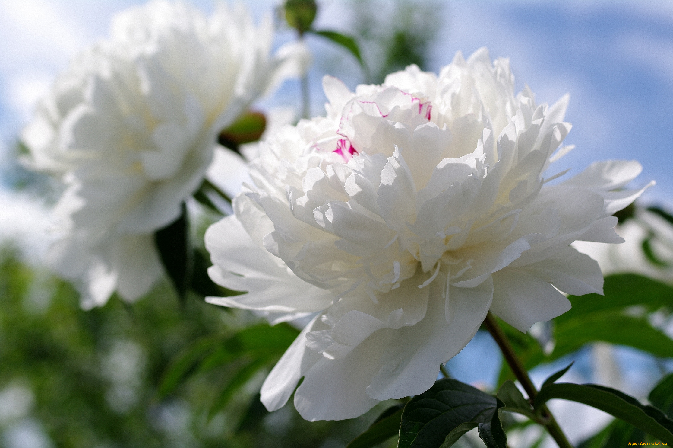 цветы, пионы, пышный