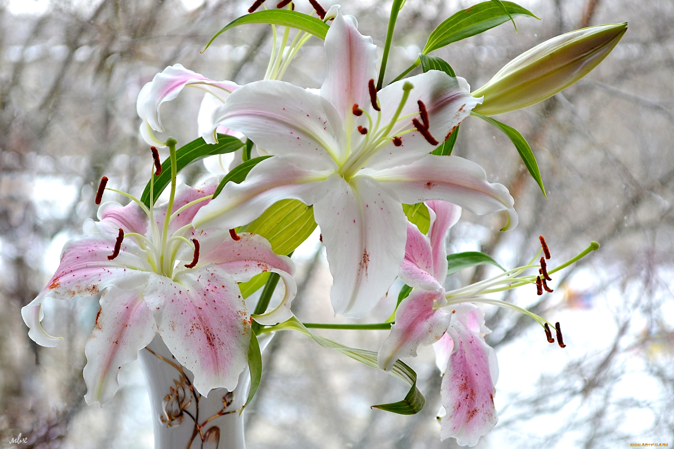 цветы, лилии, , лилейники, нежность