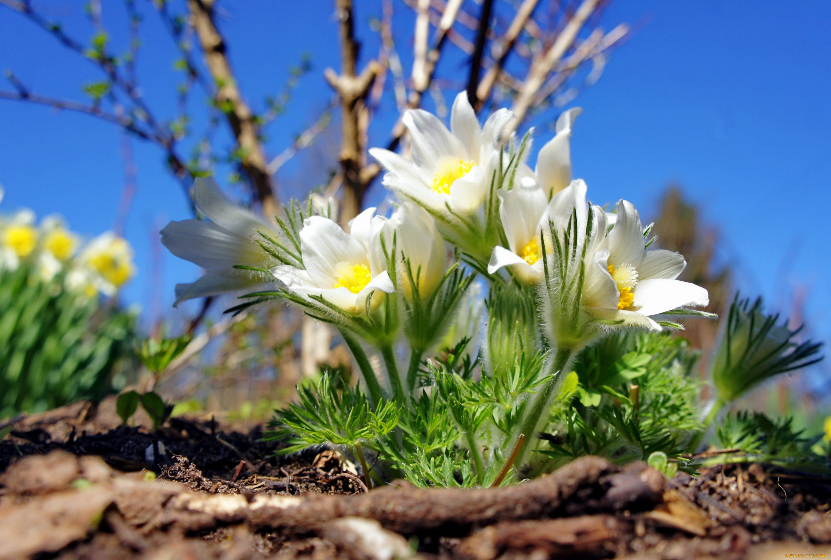 цветы, анемоны, , адонисы, сон-трава