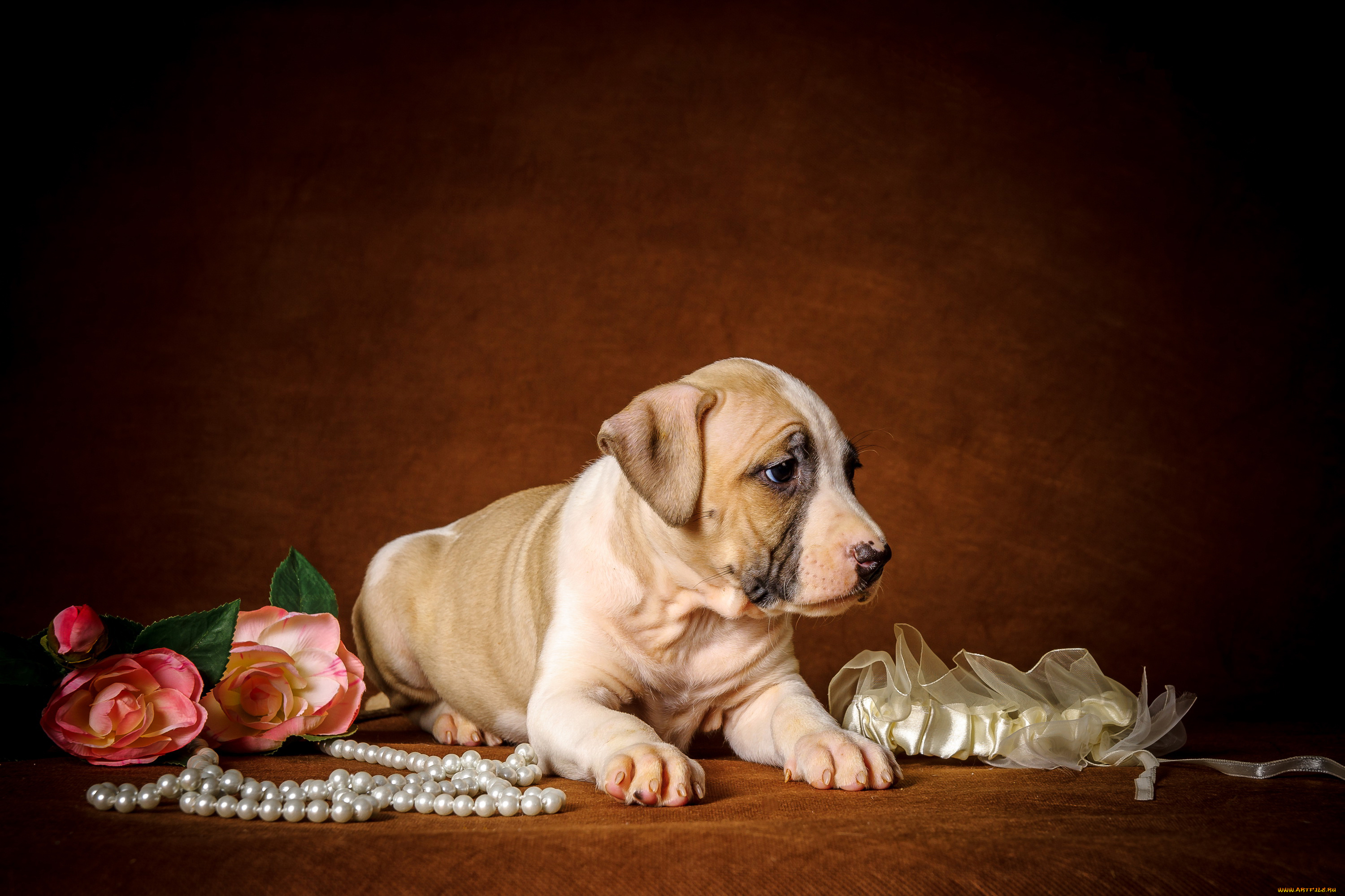 животные, собаки, щенок, цветы