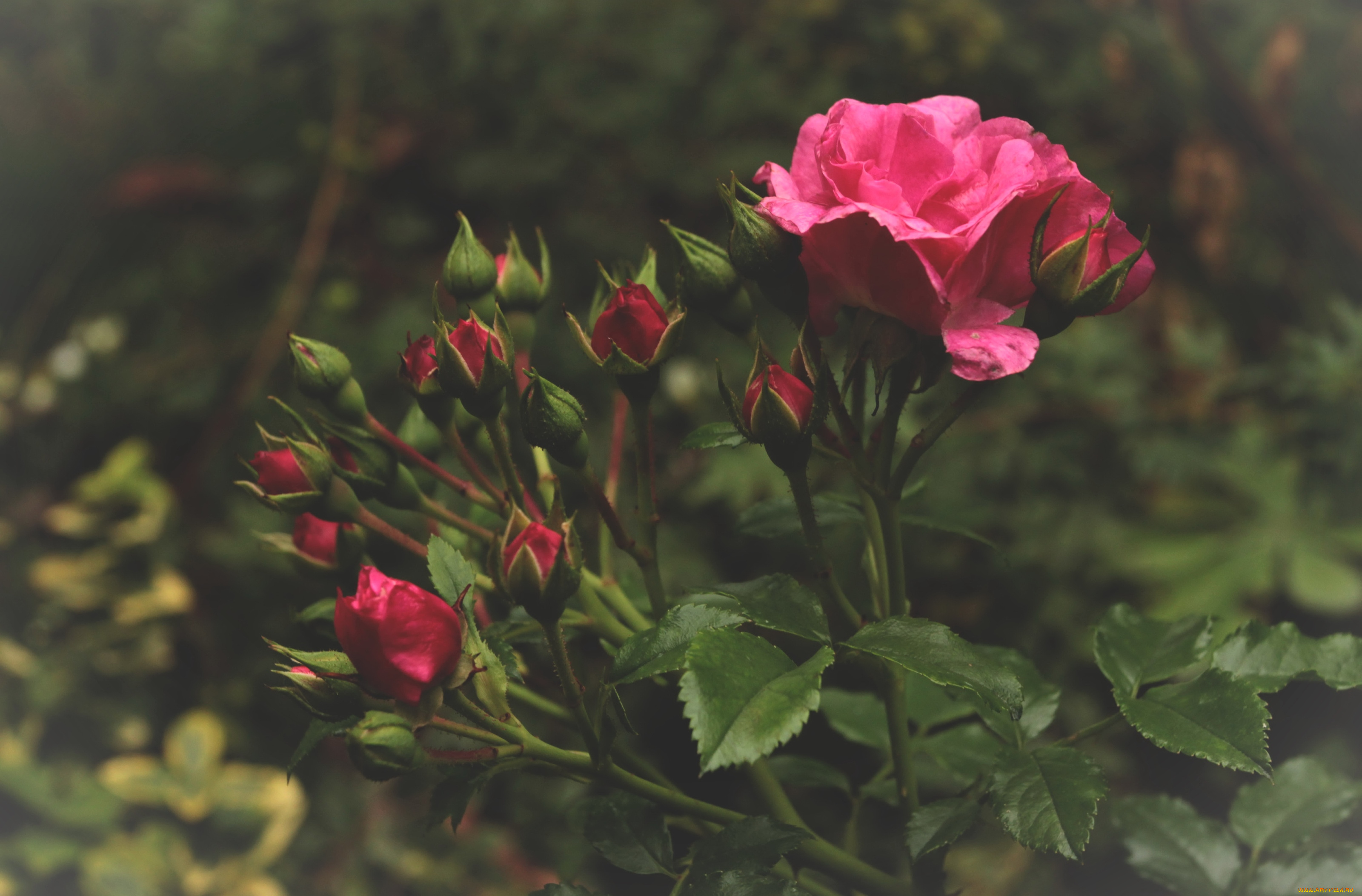 цветы, розы, розовый