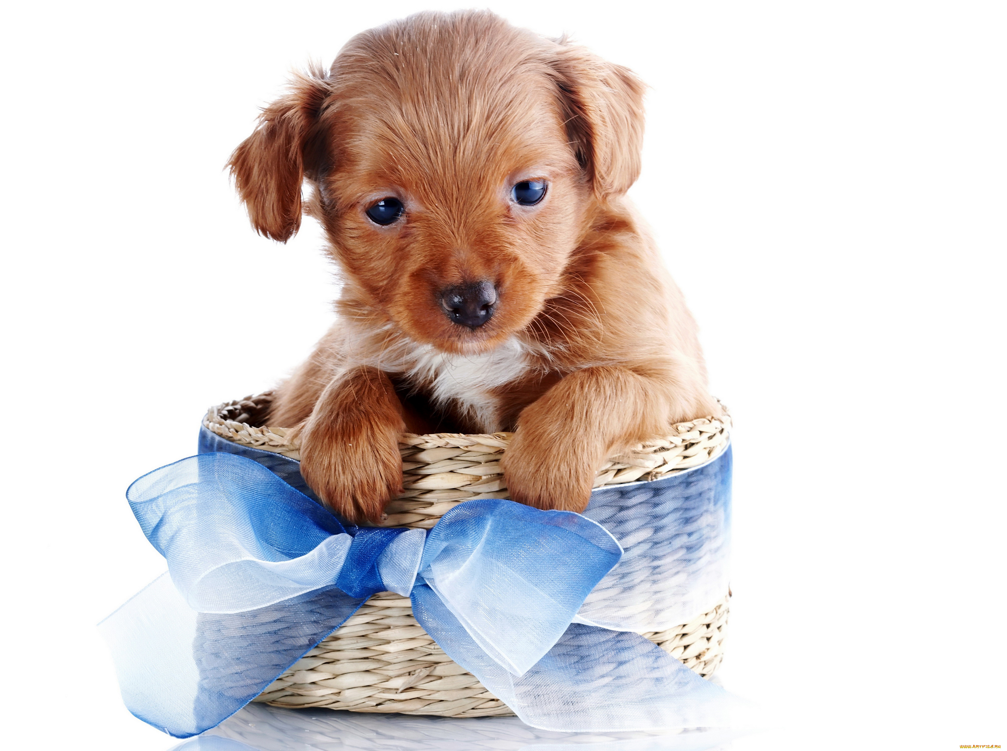 животные, собаки, бант, корзина, щенок