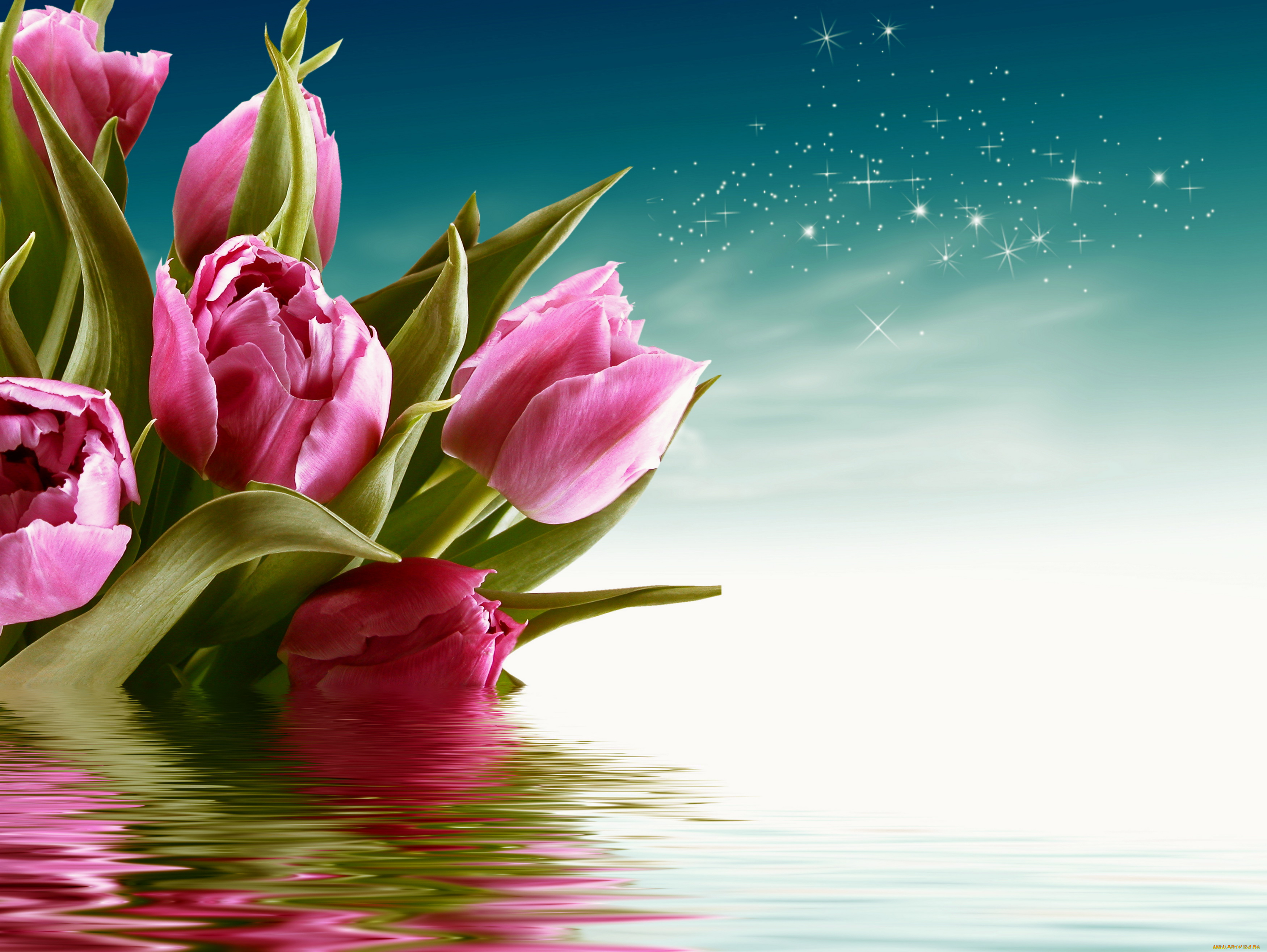 цветы, тюльпаны