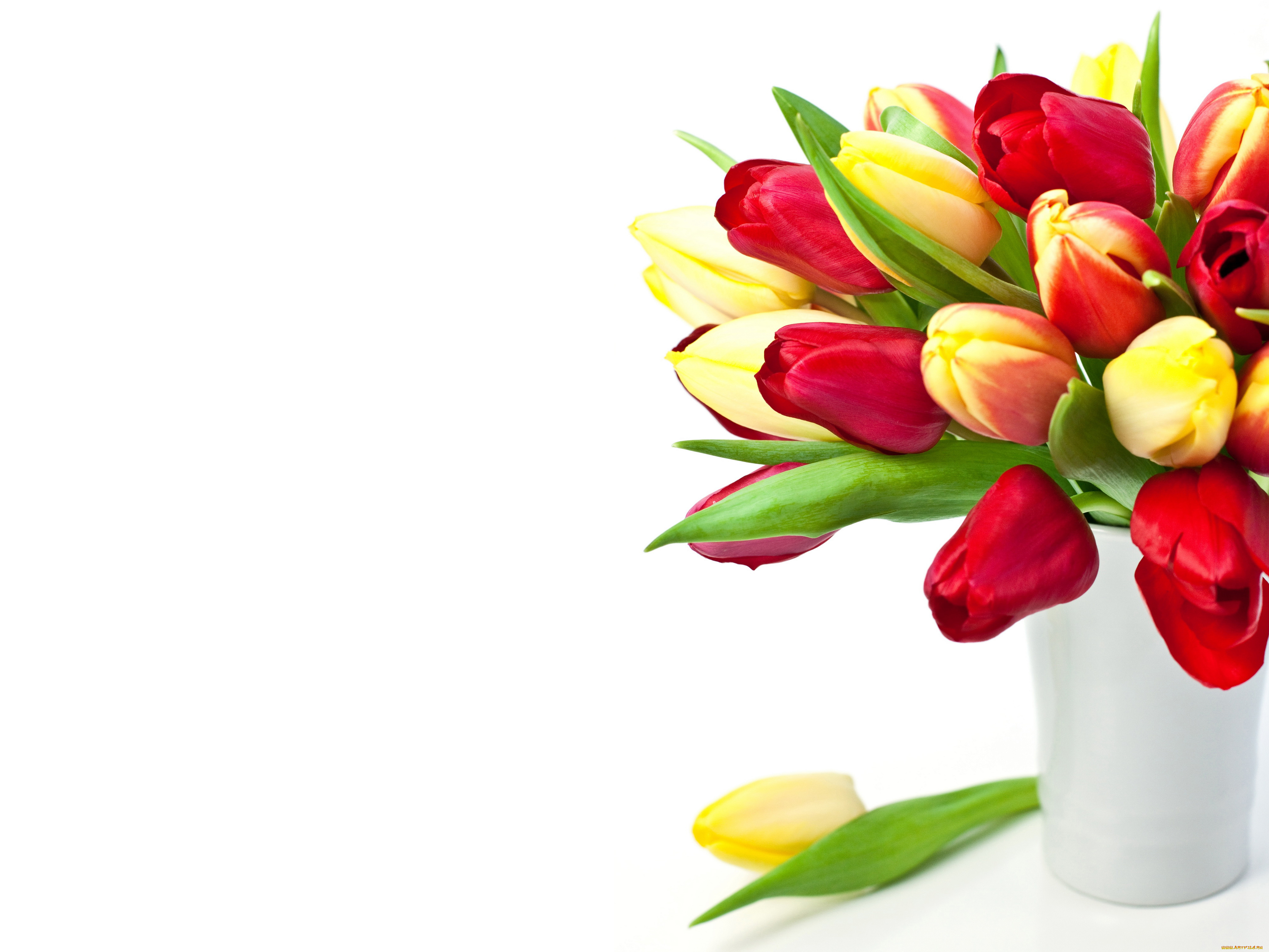 цветы, тюльпаны, букет