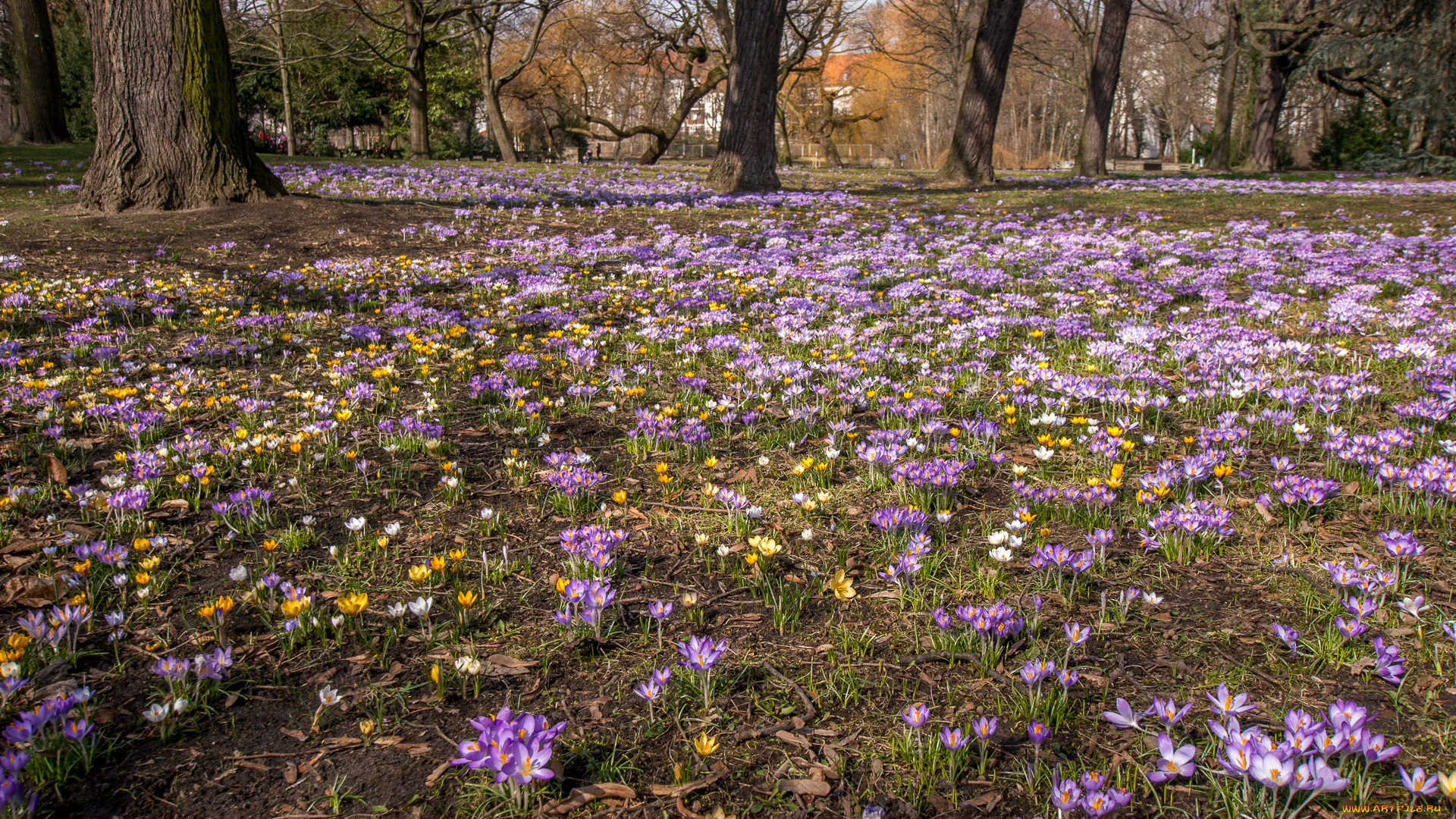 природа, луга, поляна, цветы, деревья, трава