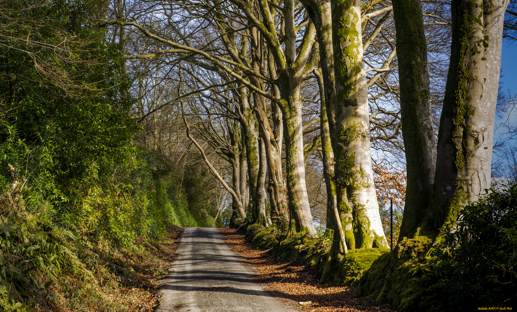 природа, дороги, грунтовка, лес