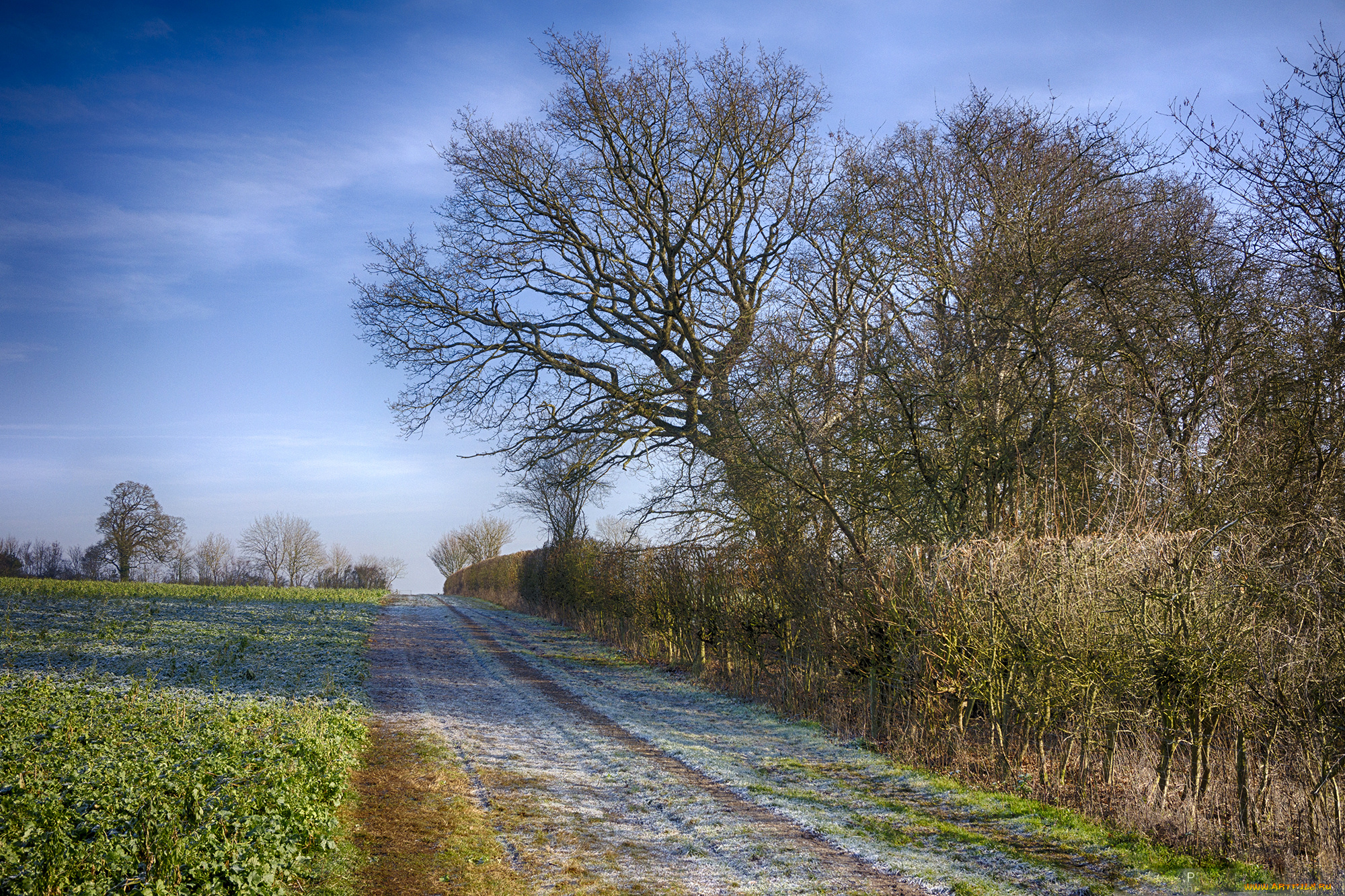 природа, дороги, поле, тракт
