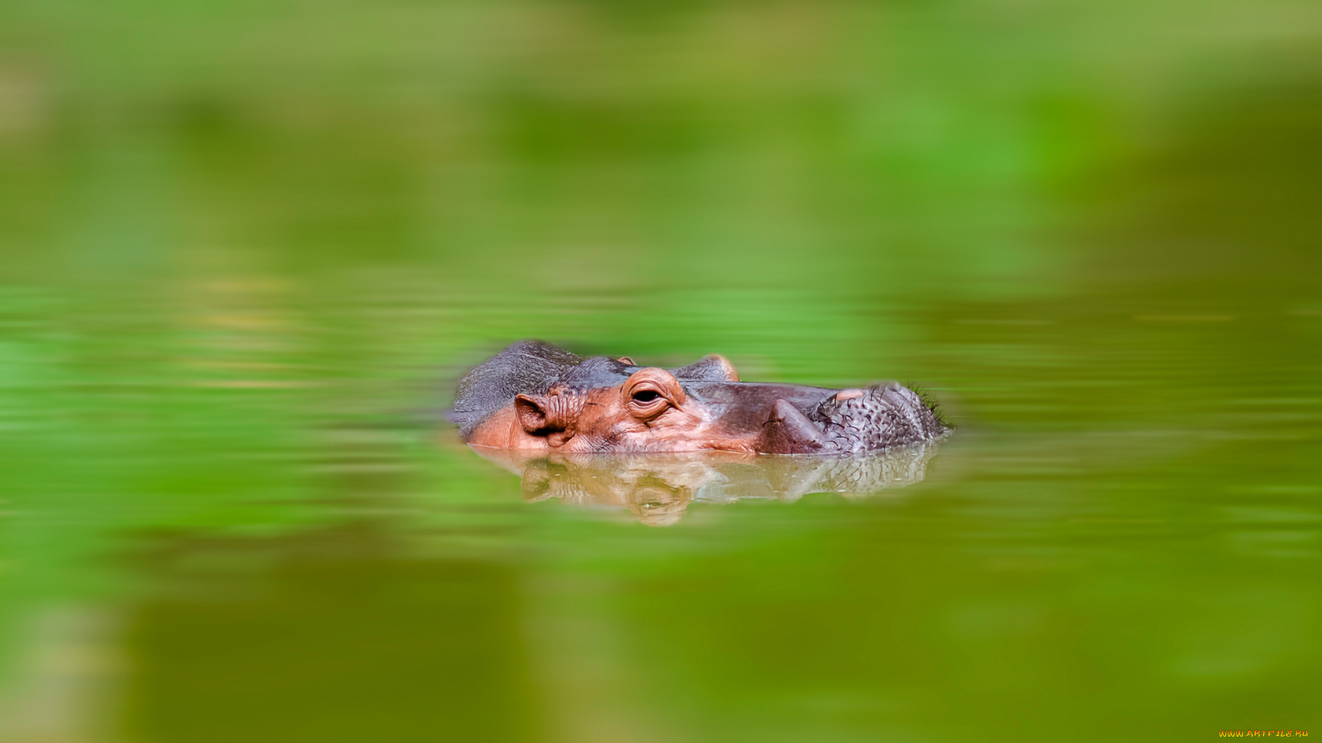 животные, бегемоты, бегемот, вода, природа