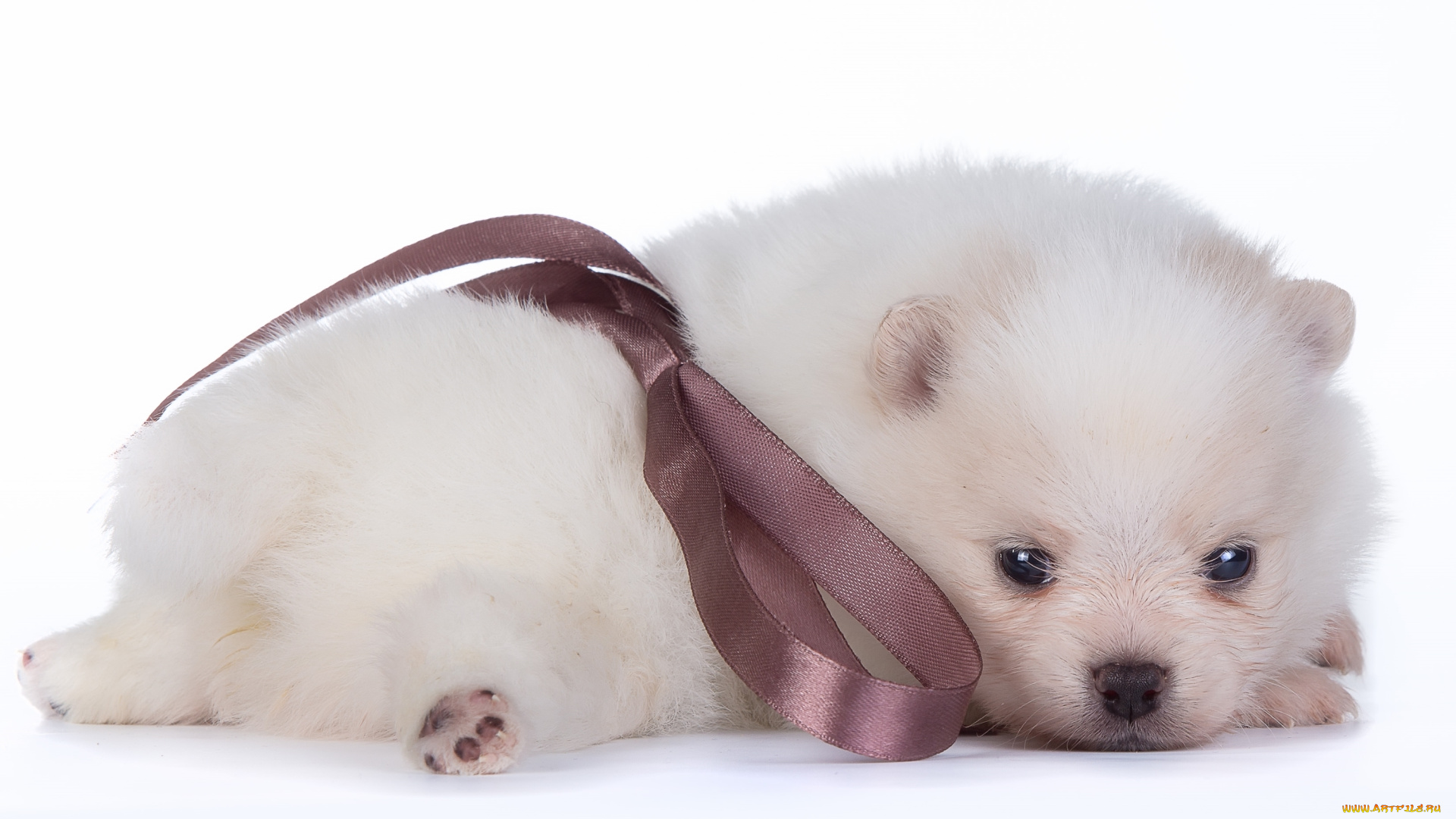 животные, собаки, щенок, малыш, шпиц, белый, бант