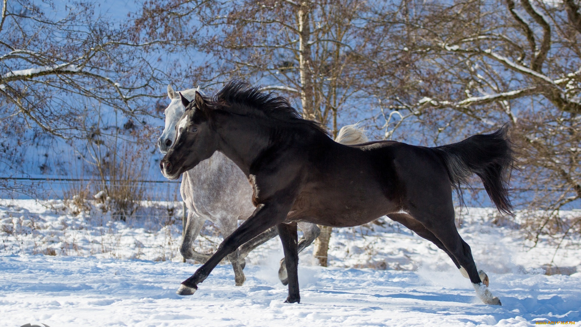 автор, , oliverseitz, животные, лошади, кони, серый, вороной, двое, пара, бег, галоп, загон, зима, снег