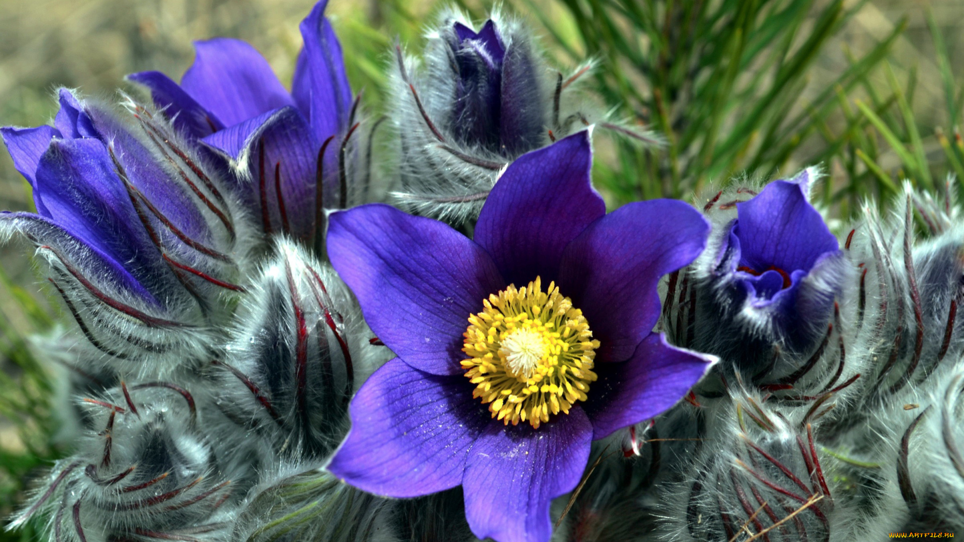 цветы, анемоны, , сон-трава, сон-трава