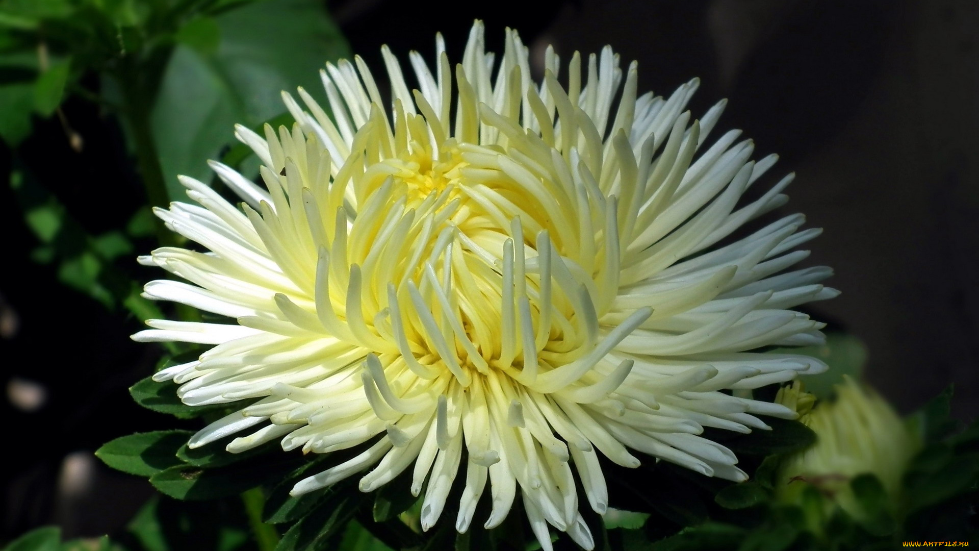 цветы, астры, макро