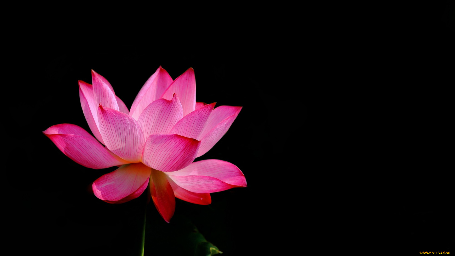 цветы, лотосы, фон, лепестки