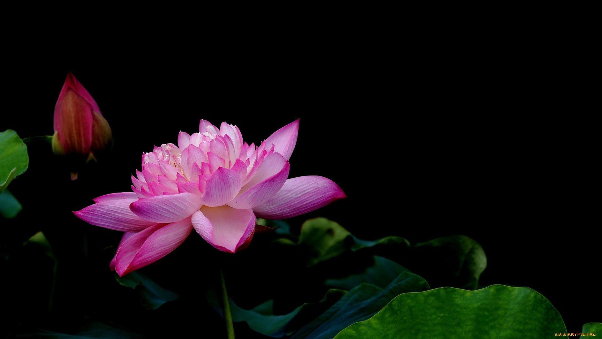 цветы, лотосы, фон, лепестки