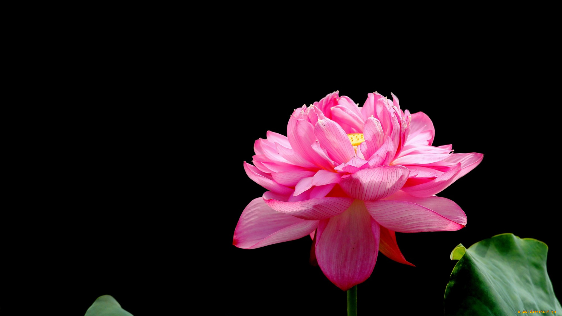 цветы, лотосы, лепестки, фон