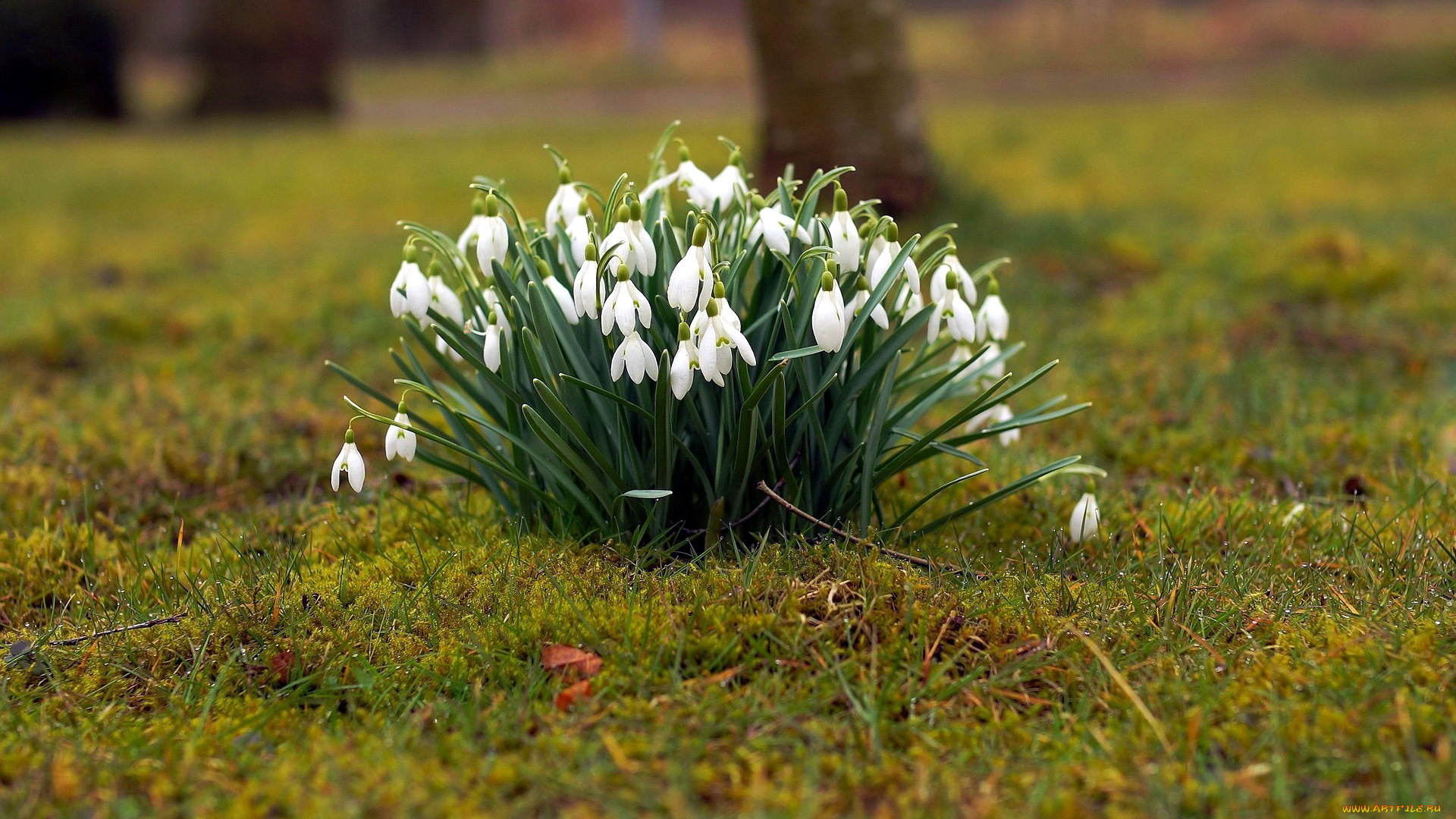 цветы, подснежники, , белоцветники, , пролески