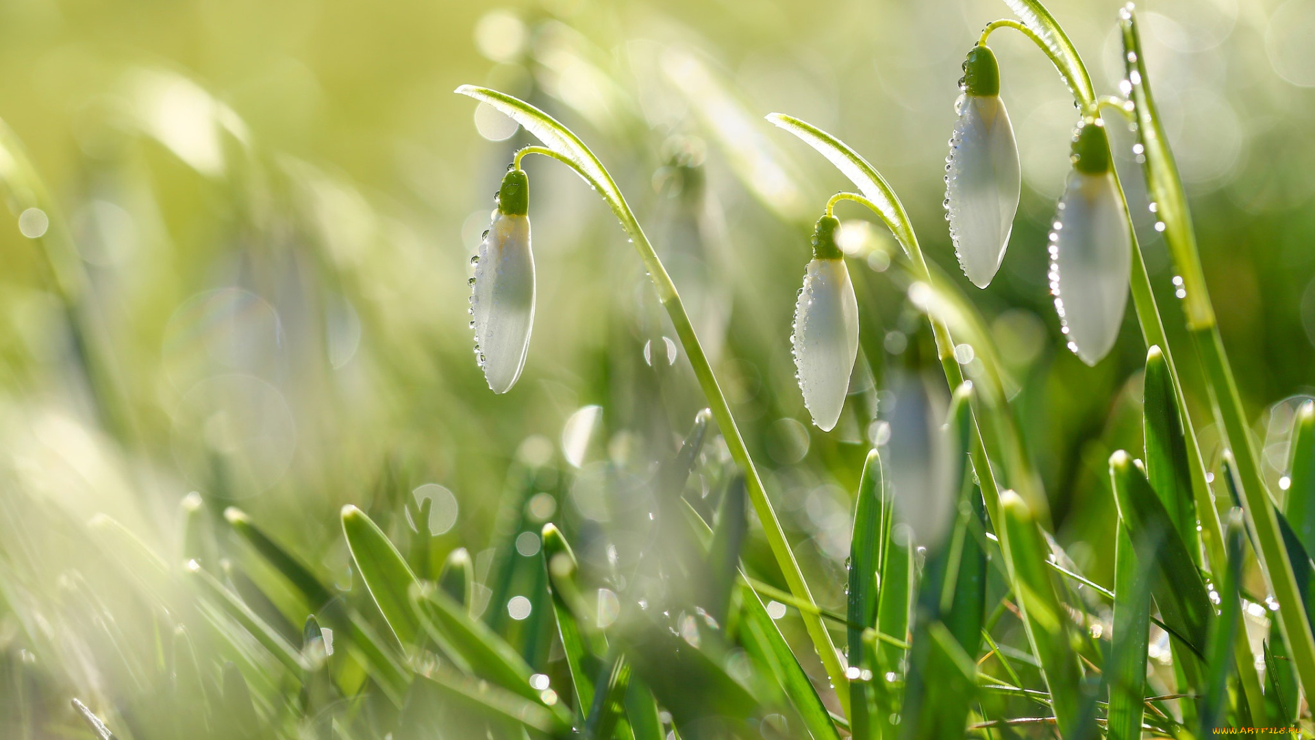 цветы, подснежники, , белоцветники, , пролески, боке, свет, весна