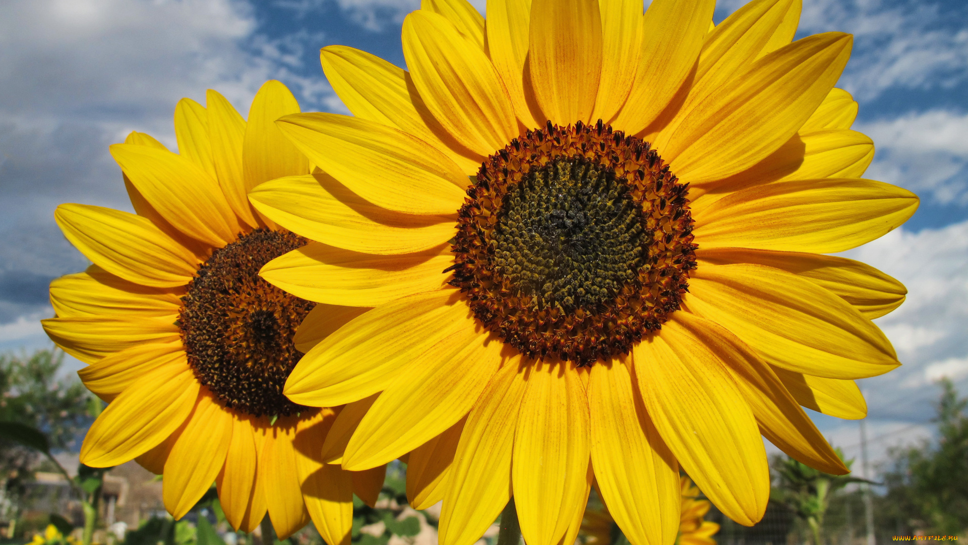 цветы, подсолнухи