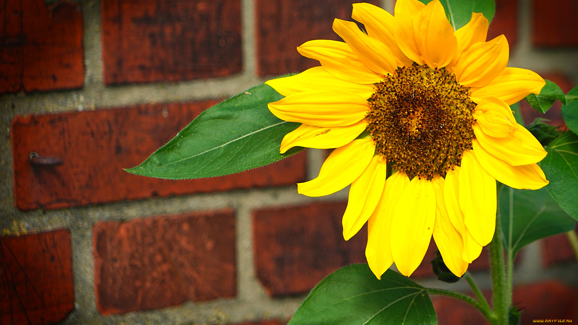 цветы, подсолнухи, подсолнух