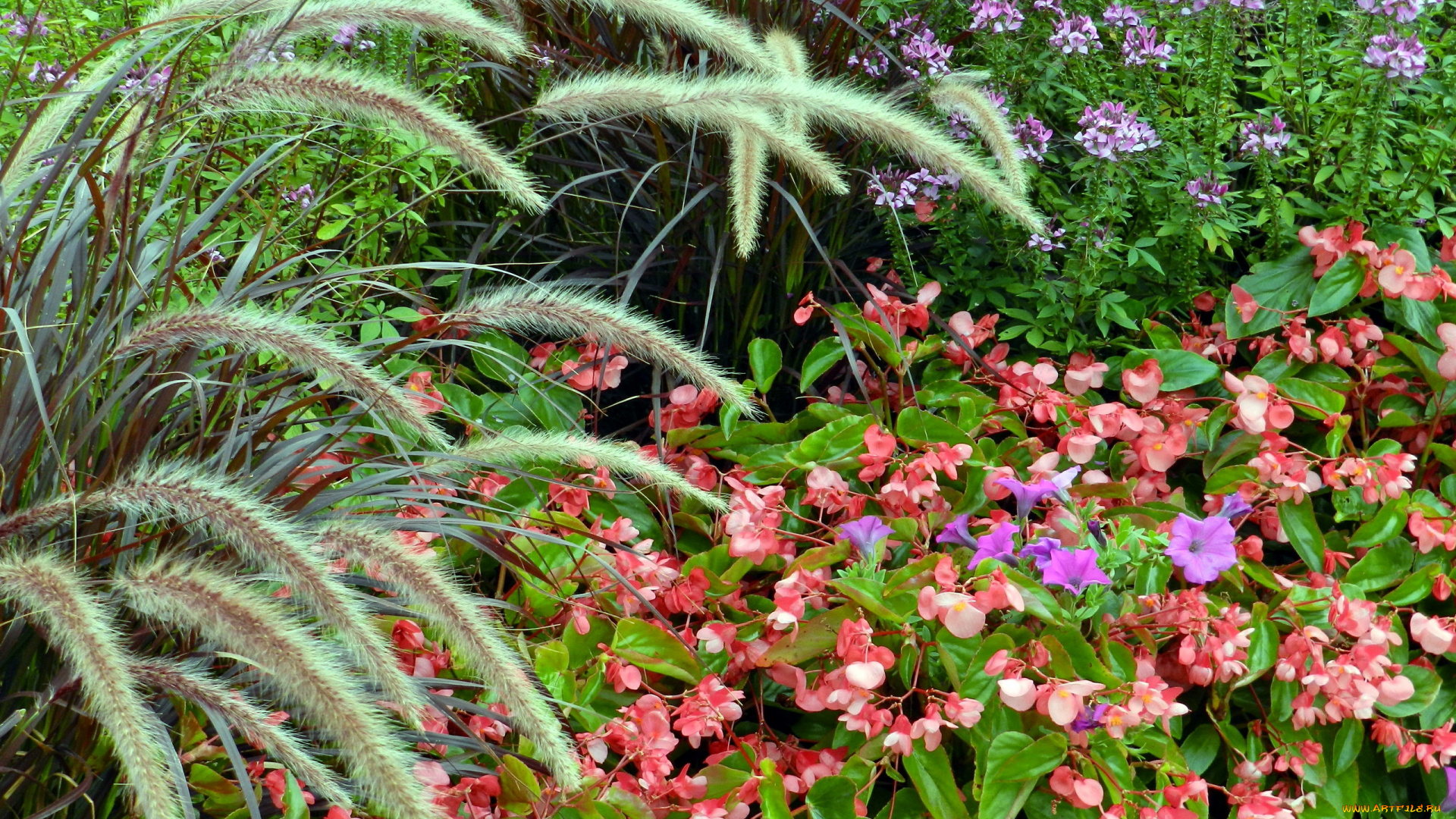 цветы, разные, вместе, петуния, бегония