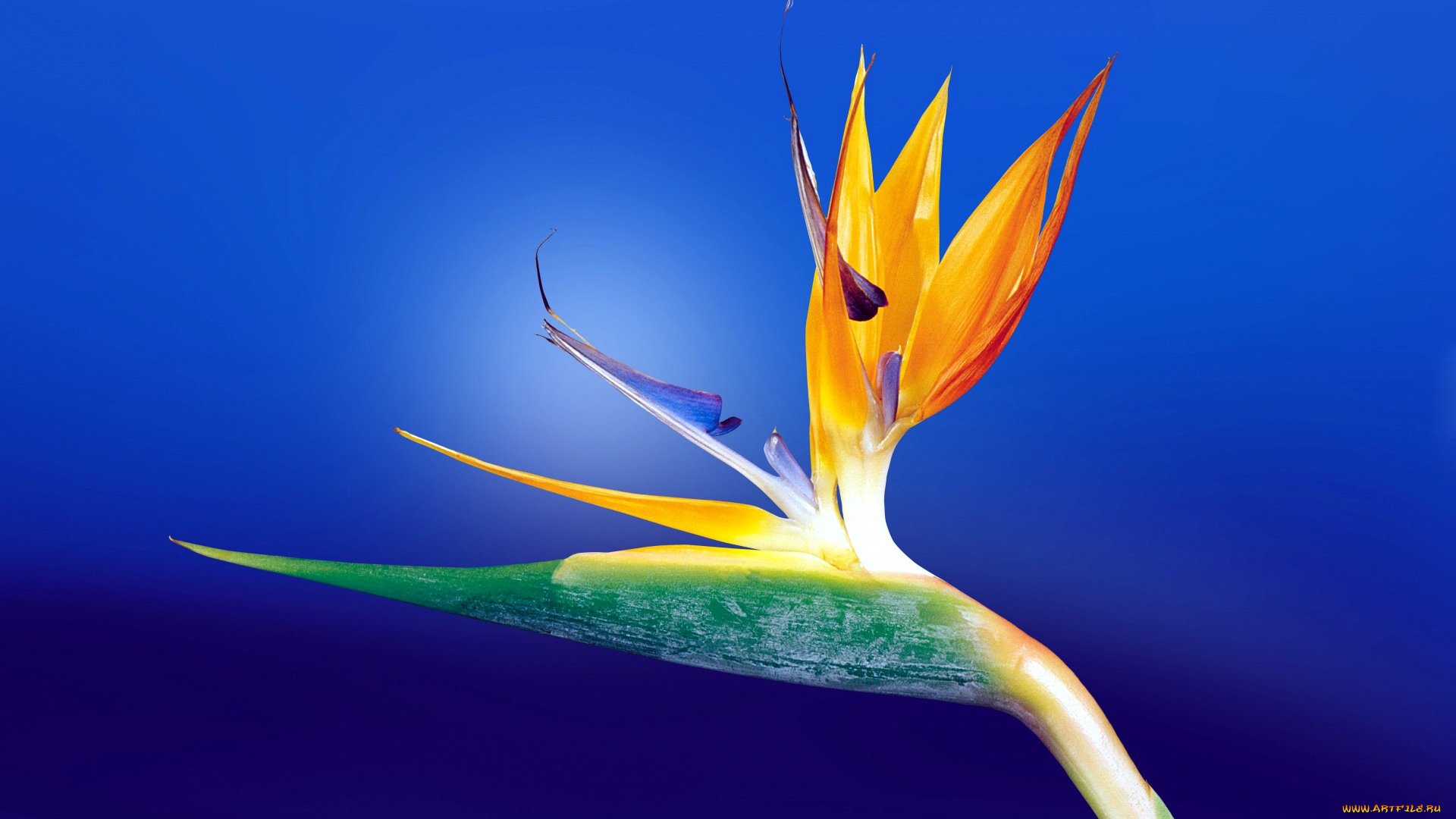 цветы, стрелиция, , райская, птица, экзотика