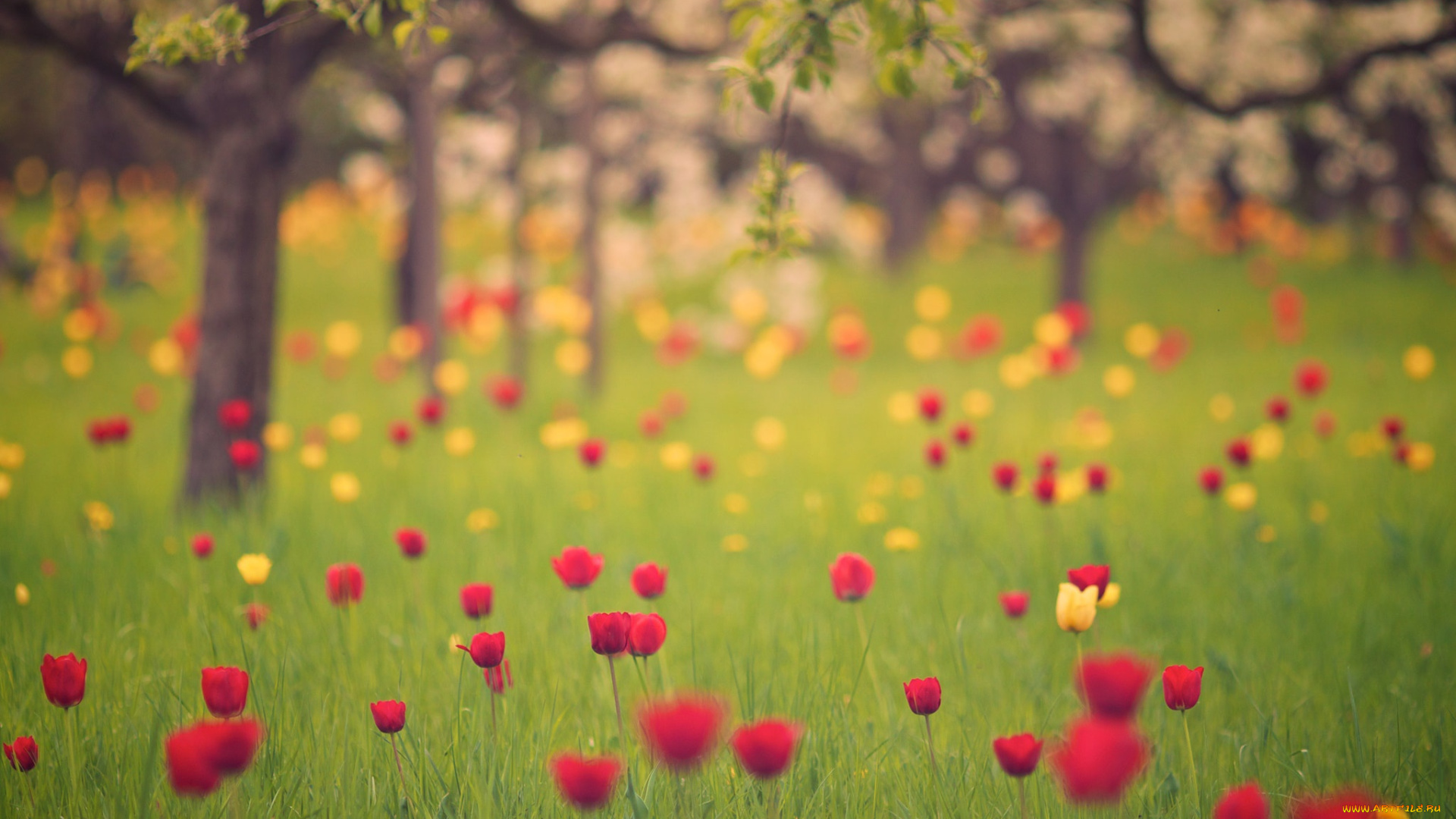 цветы, тюльпаны, боке, природа, весна, сад, трава