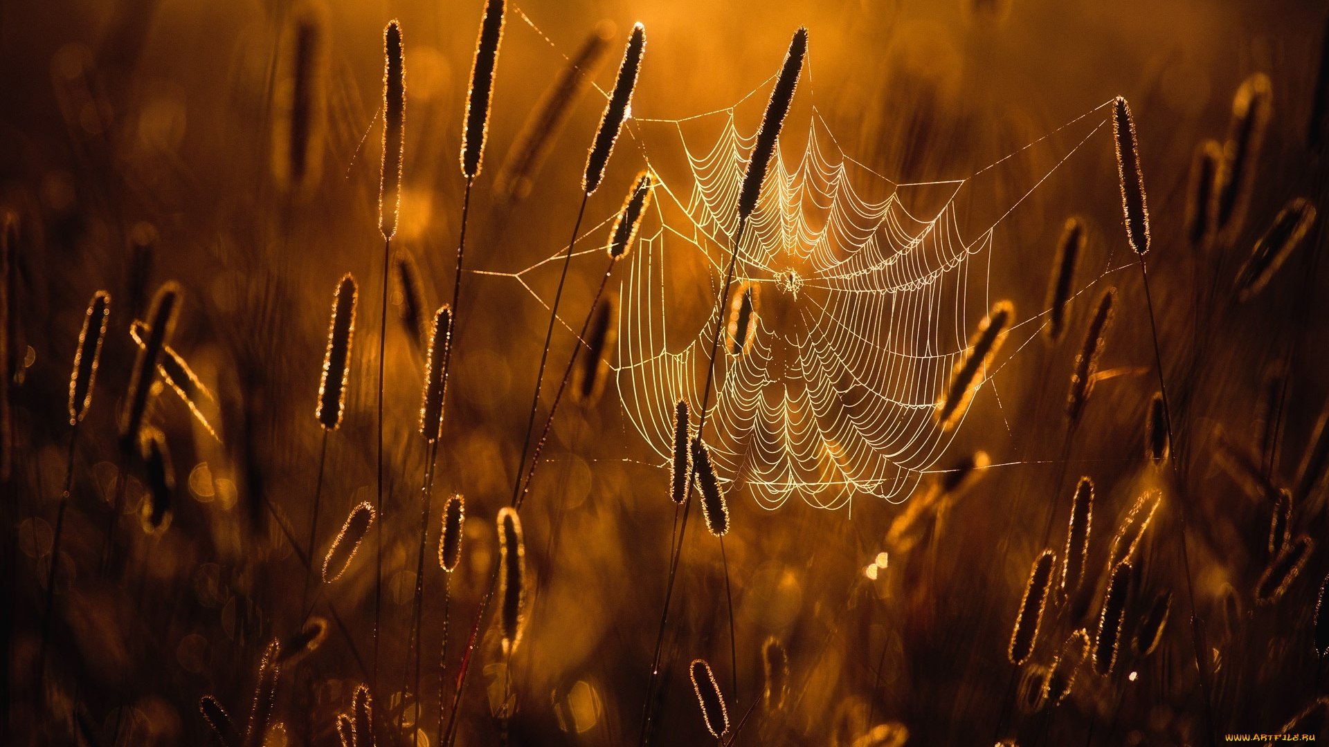 природа, макро, паутина, утро