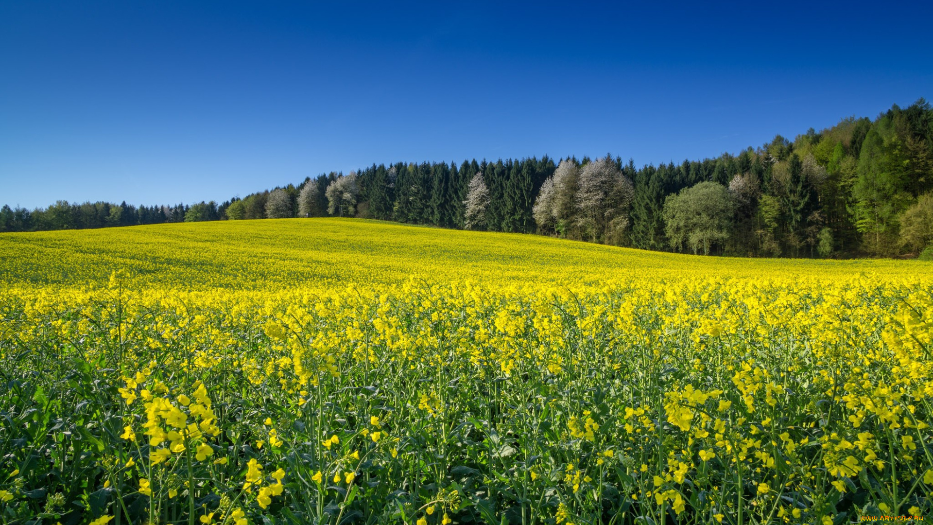 природа, поля, поле