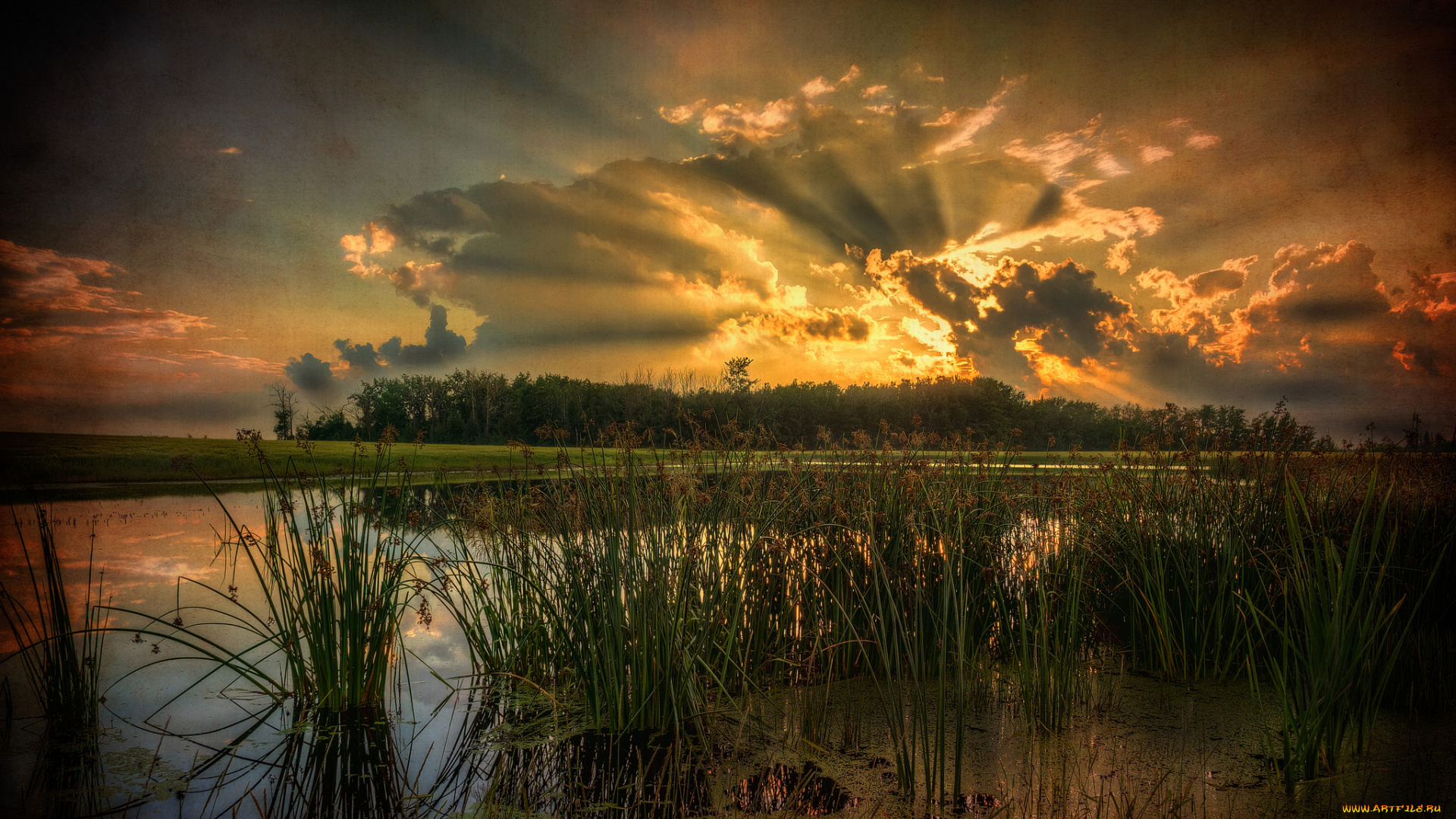 природа, реки, озера, лес, река