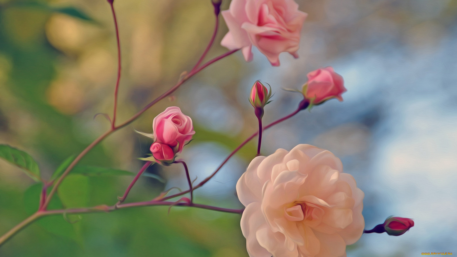 разное, компьютерный, дизайн, розы