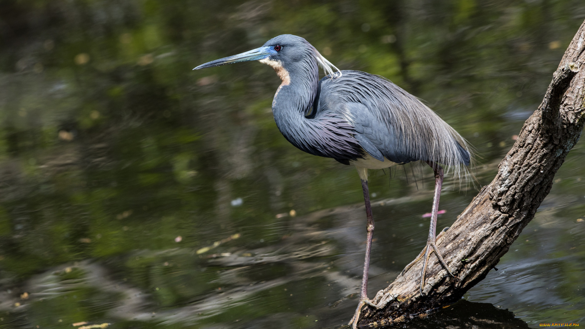 животные, цапли, , выпи, птичка