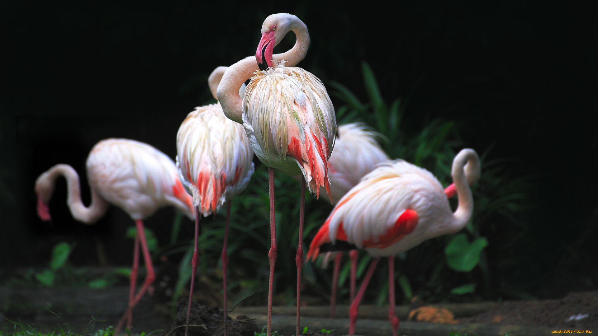 животные, фламинго, птичка