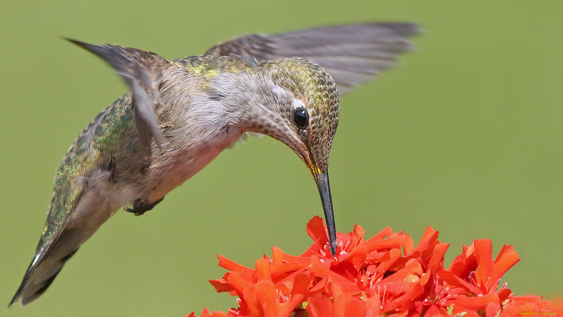 животные, колибри, птичка