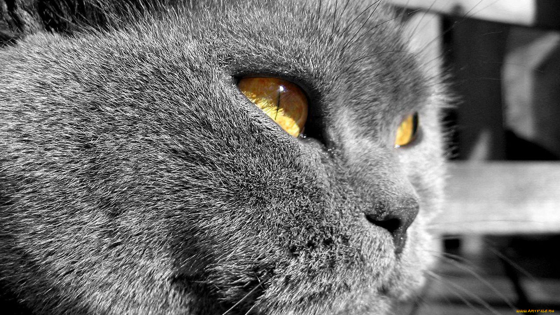 животные, коты, кот, голова, британец