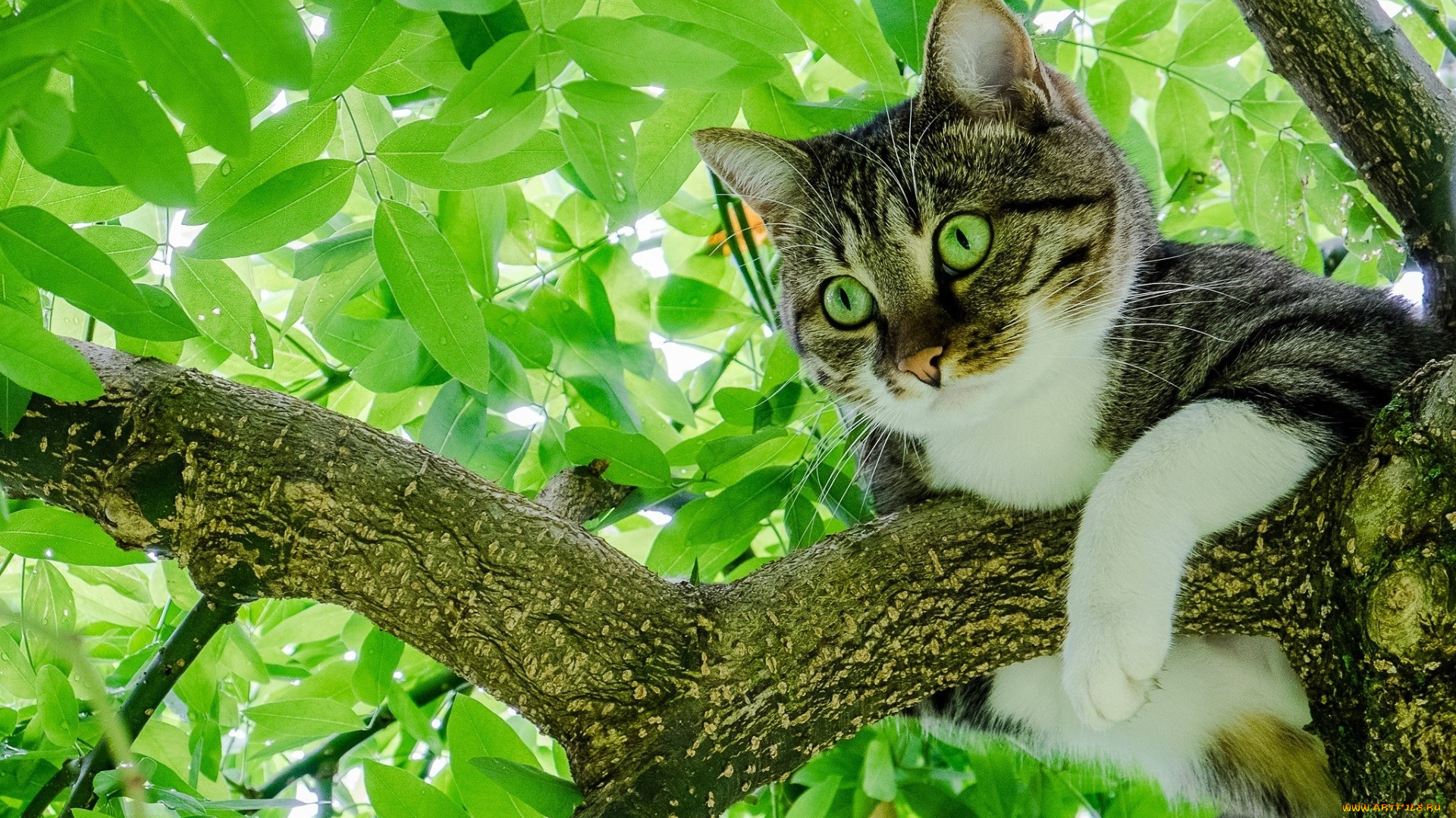 животные, коты, серый, кот, с, зелеными, глазами, сидит, на, ветке