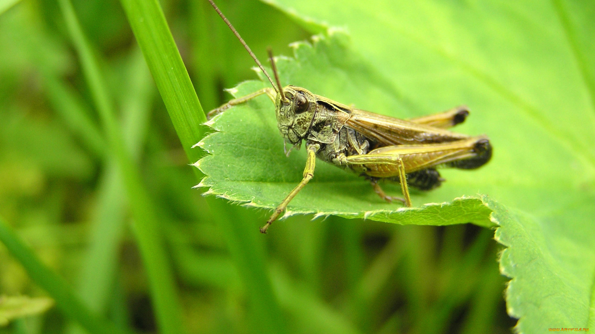 животные, кузнечики, , саранча, лист, насекомое, кузнечик, макро, трава