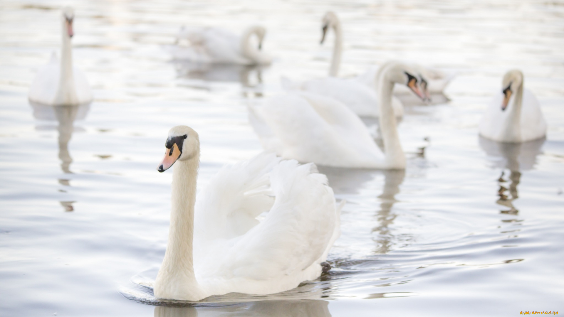 животные, лебеди, грация, свет