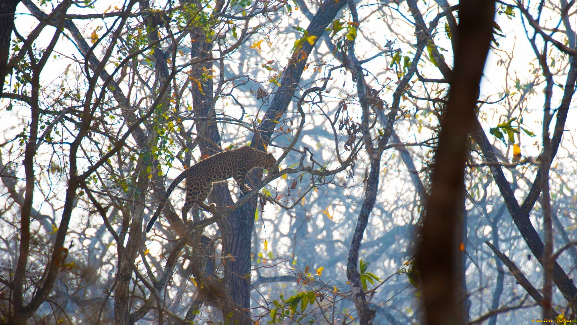 животные, леопарды, грация, окрас, лес