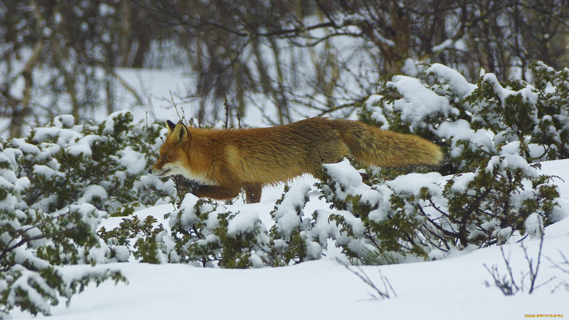 животные, лисы, лес, рыжая, зима, снег, мех, профиль