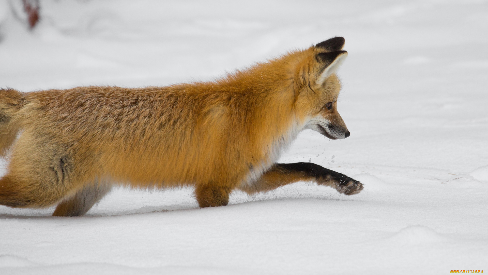 животные, лисы, снег, лиса