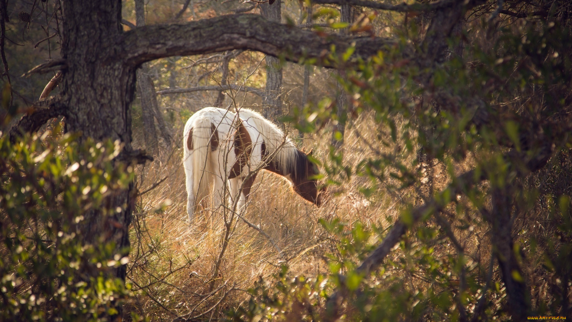 животные, лошади, конь, лес, поляна, пасётся, свет, листва, трава