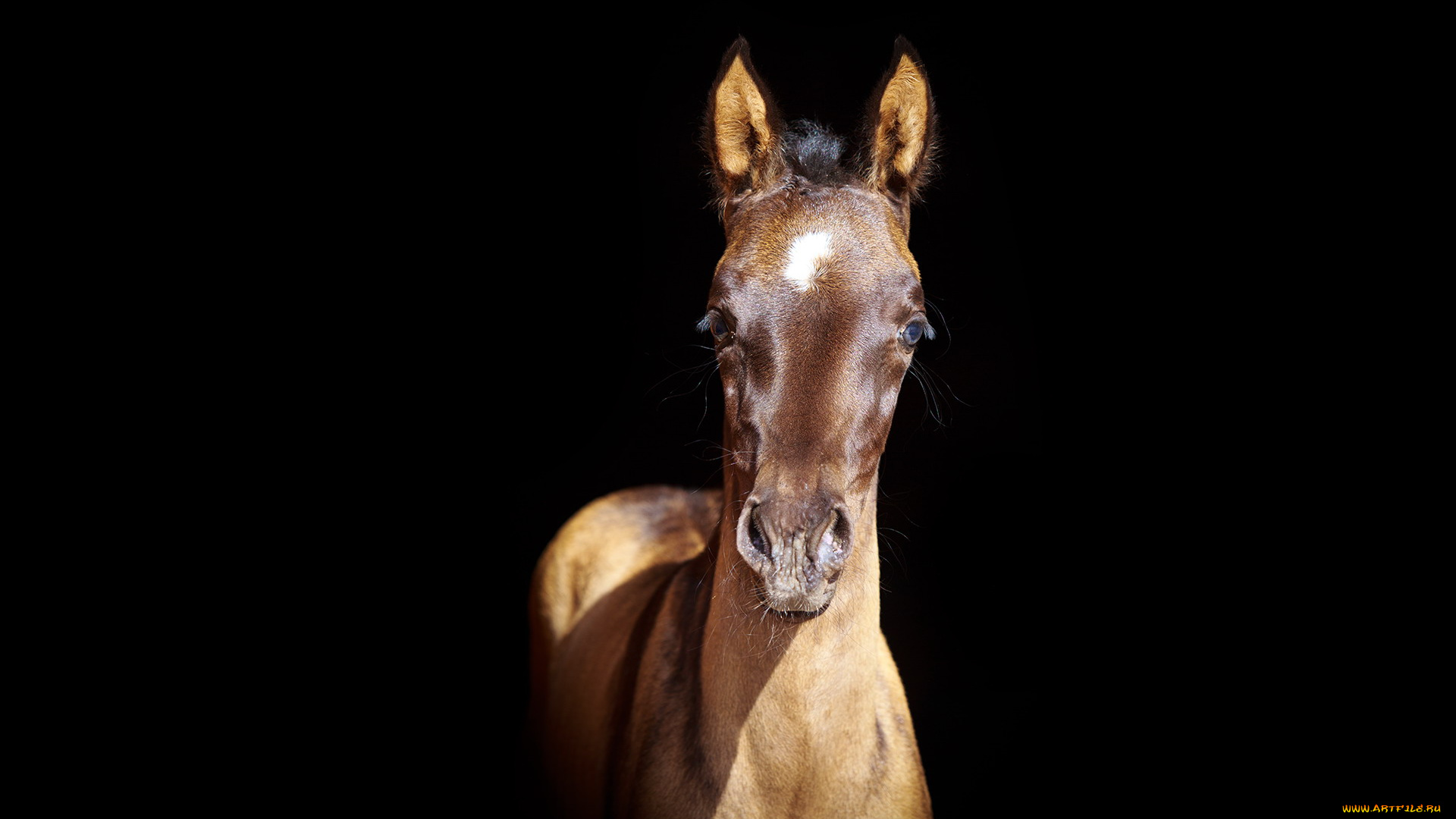 животные, лошади, жеребенок, буланый, тень