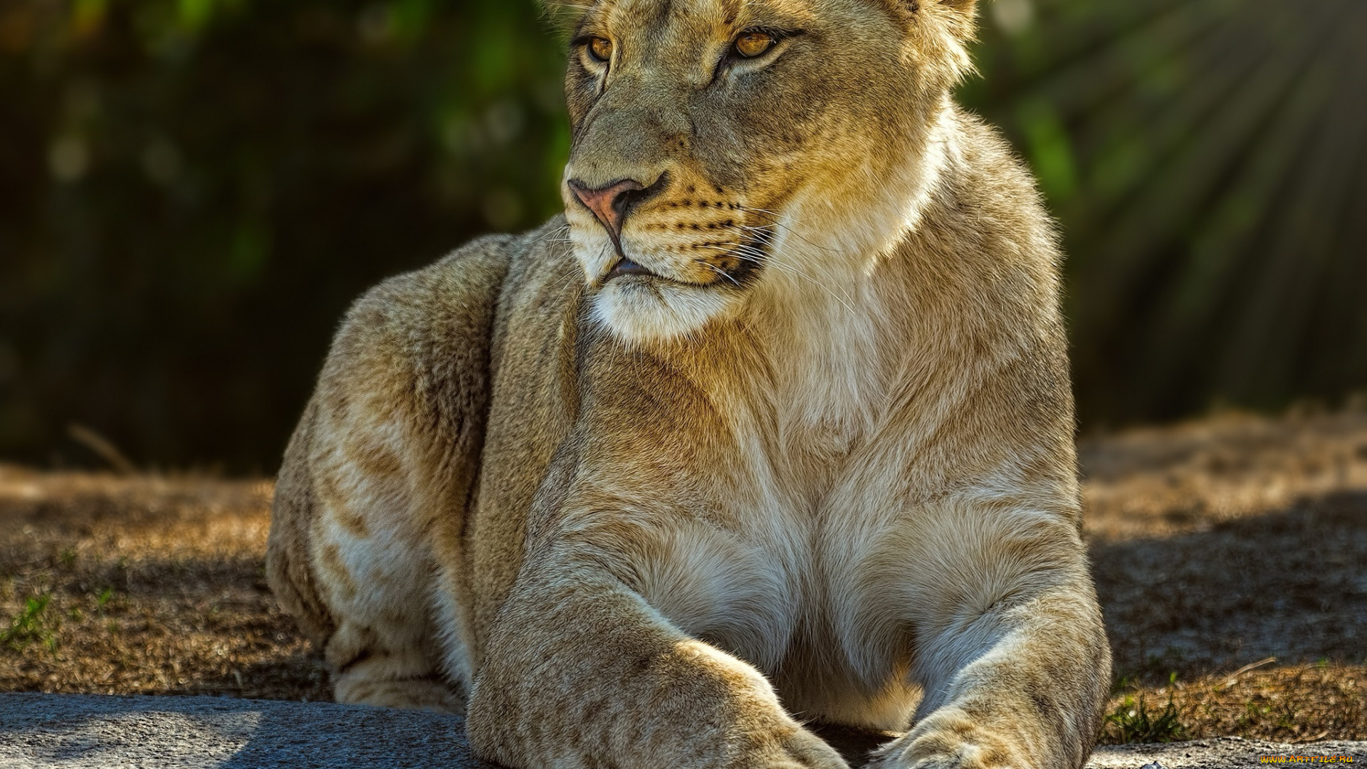 животные, львы, львица, лежит, свет