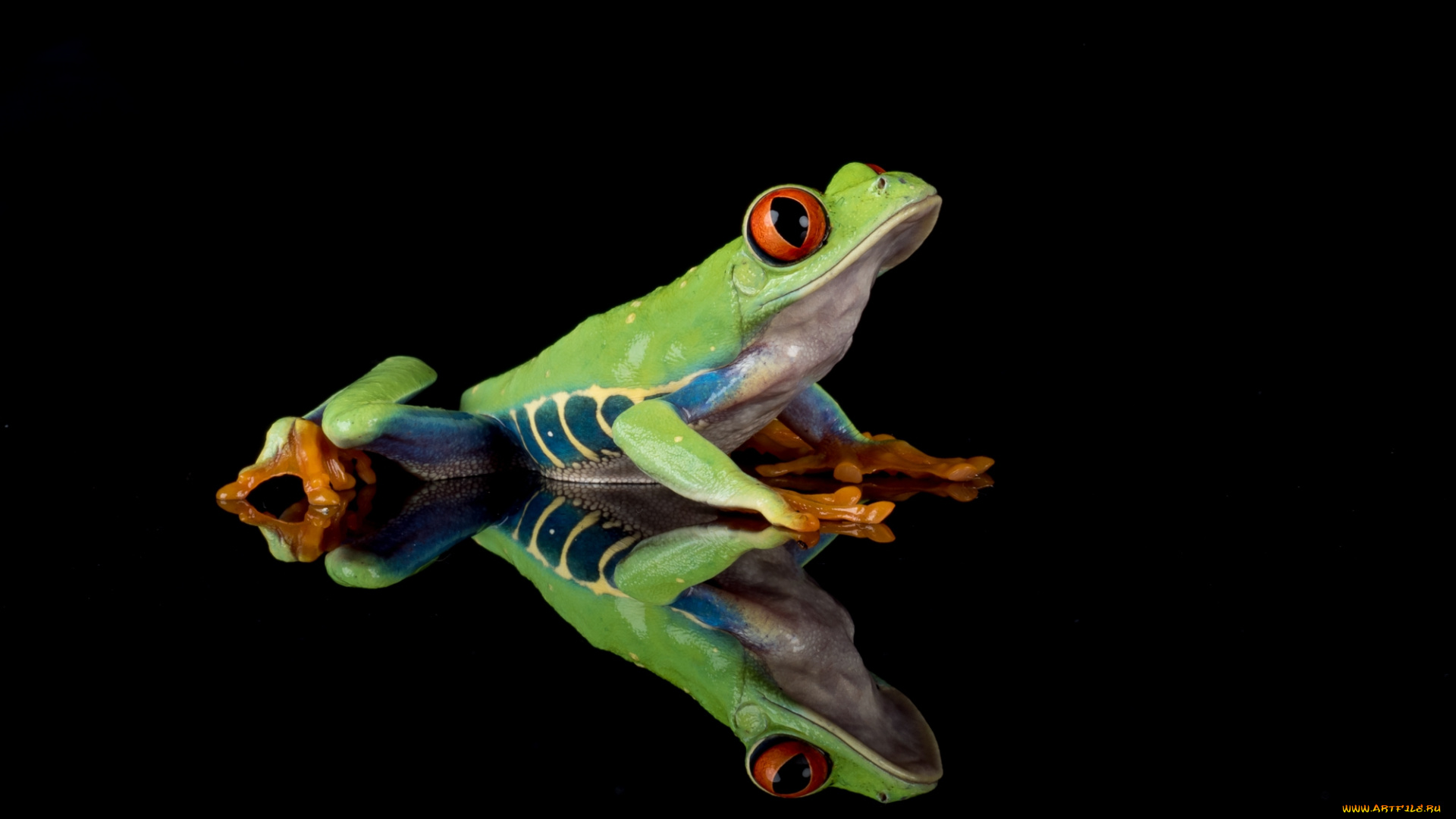 животные, лягушки, лягушка