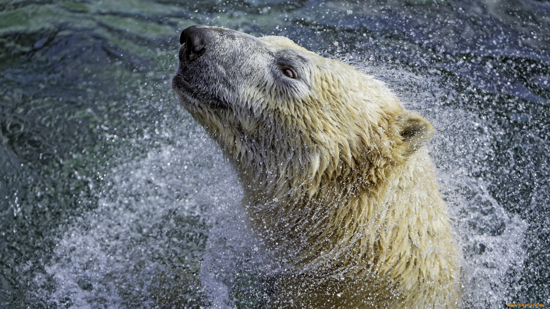 животные, медведи, хищник, белый, полярный, морда, отряхивается, брызги, вода, купание, зоопарк