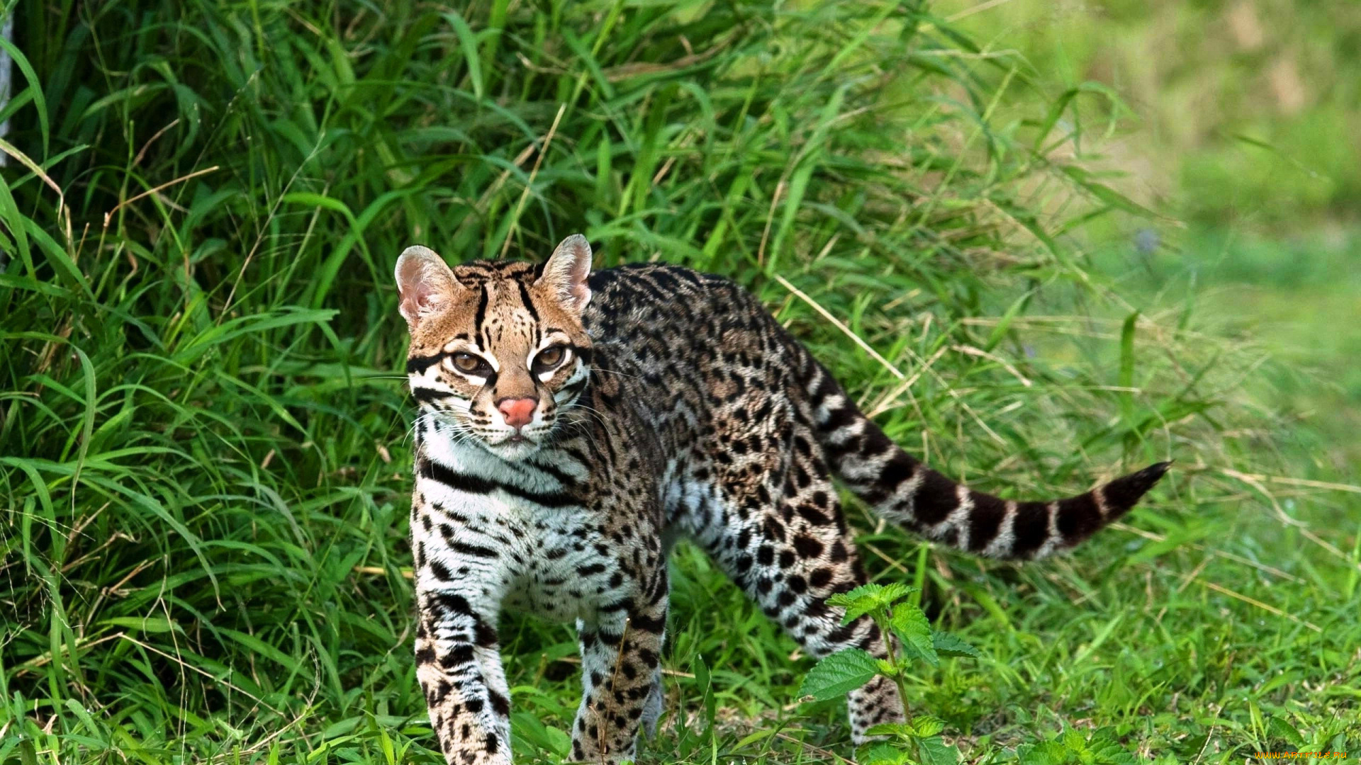 животные, оцелоты, оцелот, зверь, трава