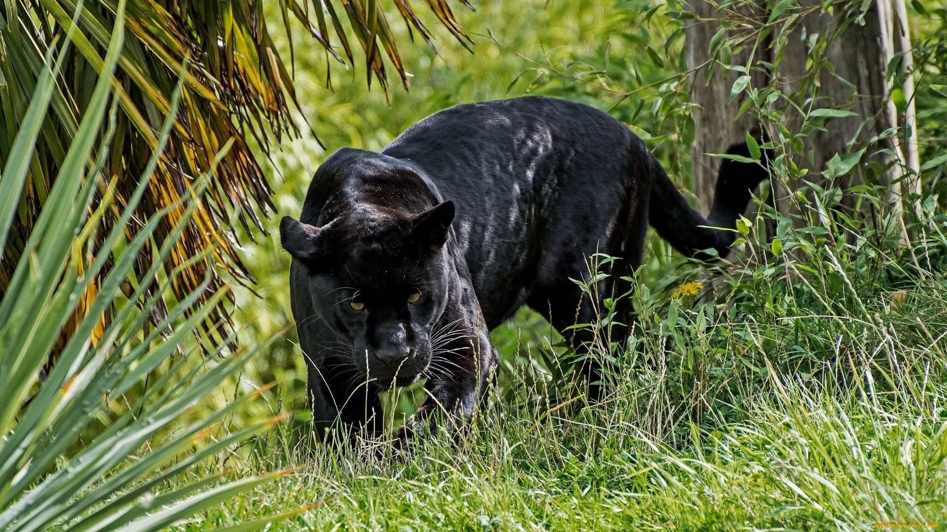 животные, пантеры, ягуар, чёрный, хищник, морда, смотрит, засада, трава