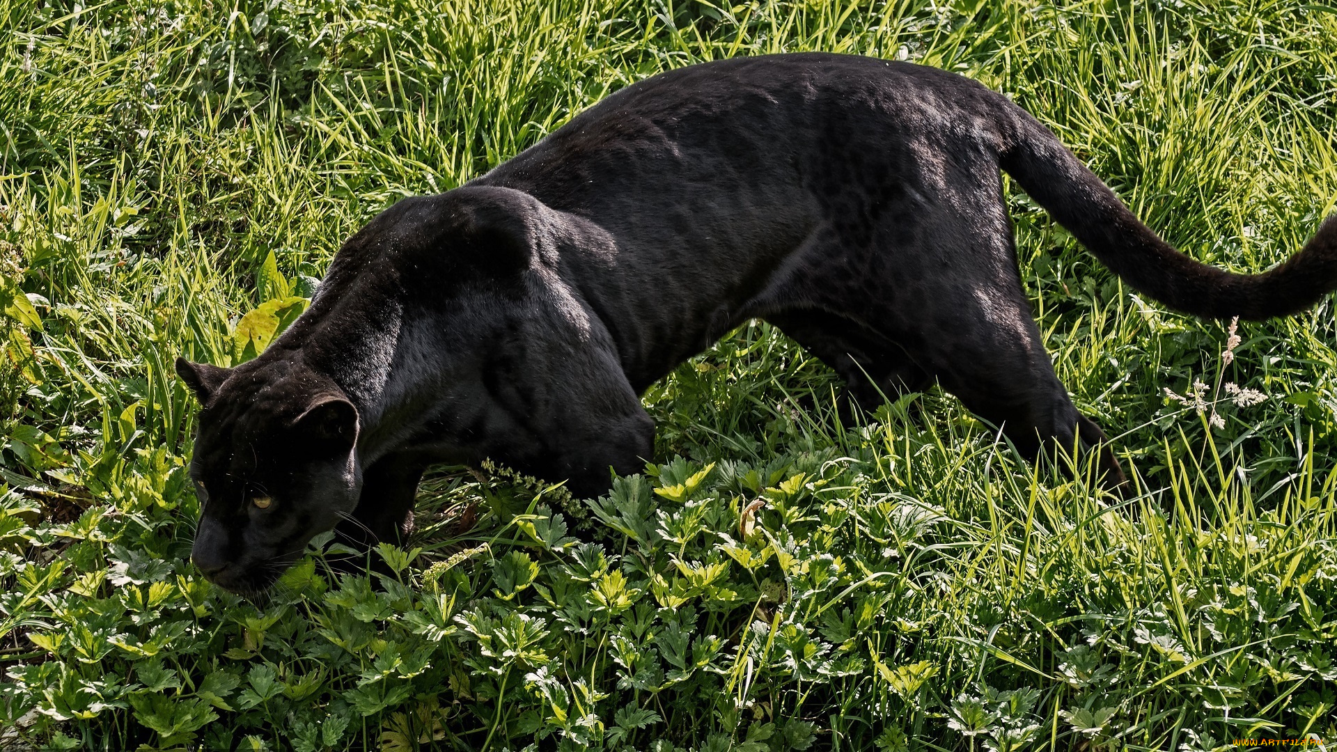 животные, пантеры, ягуар, чёрный, кошка, хищник, трава, свет
