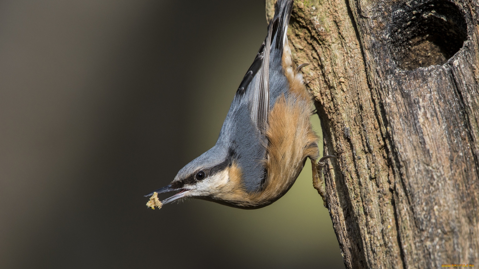животные, поползни, птичка